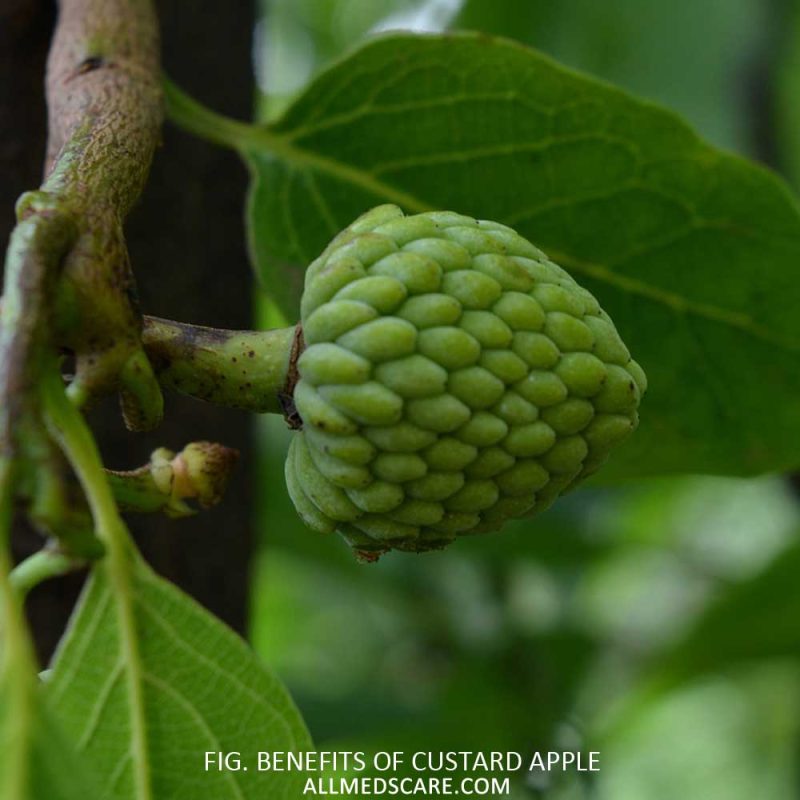 benefits of Custard Apple