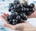 Black Grapes Boost Health