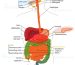 Pancreatic Disorders and treatments