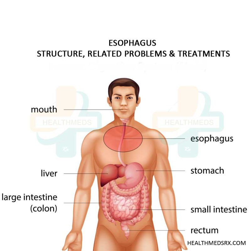 Esophagus Structure Problems Treatments