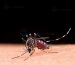 Rising Dengue Fever Cases